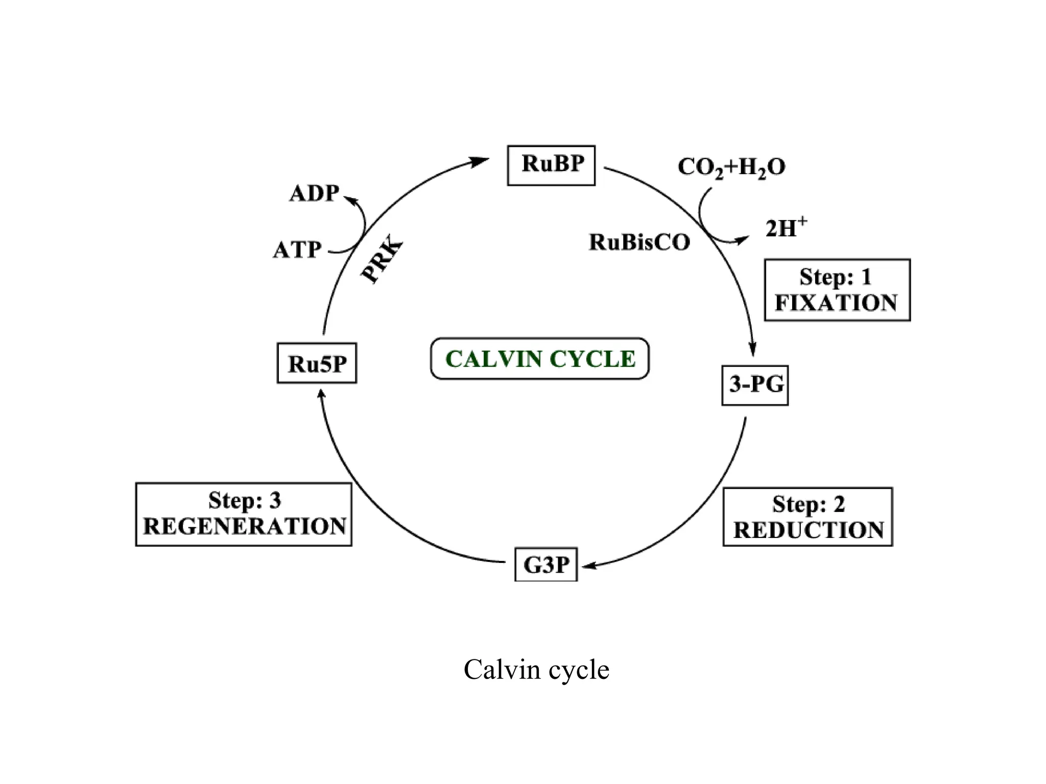 Calvin cycle
 