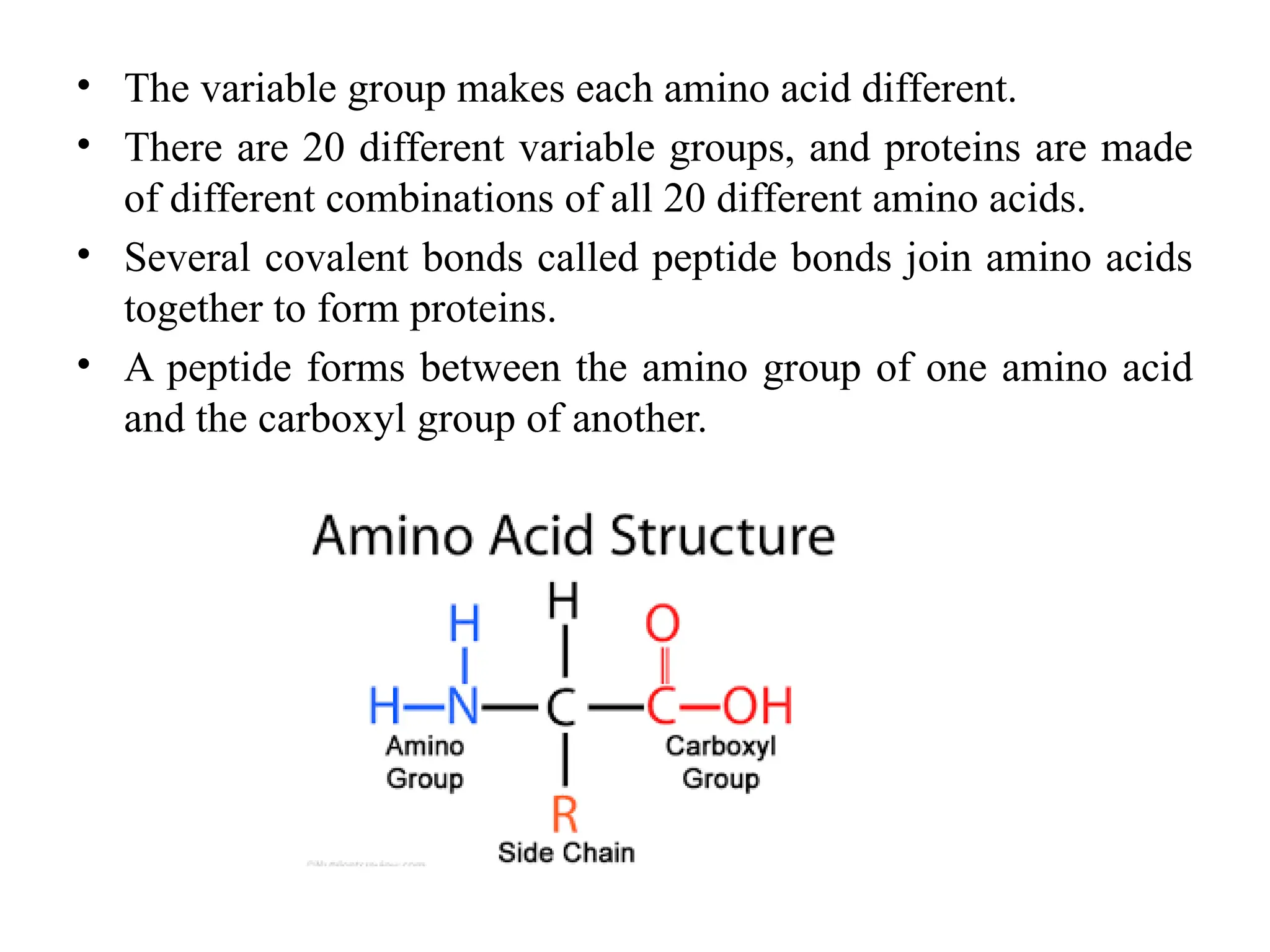 • The variable group makes each amino acid different.
• There are 20 different variable groups, and proteins are made
of different combinations of all 20 different amino acids.
• Several covalent bonds called peptide bonds join amino acids
together to form proteins.
• A peptide forms between the amino group of one amino acid
and the carboxyl group of another.
 