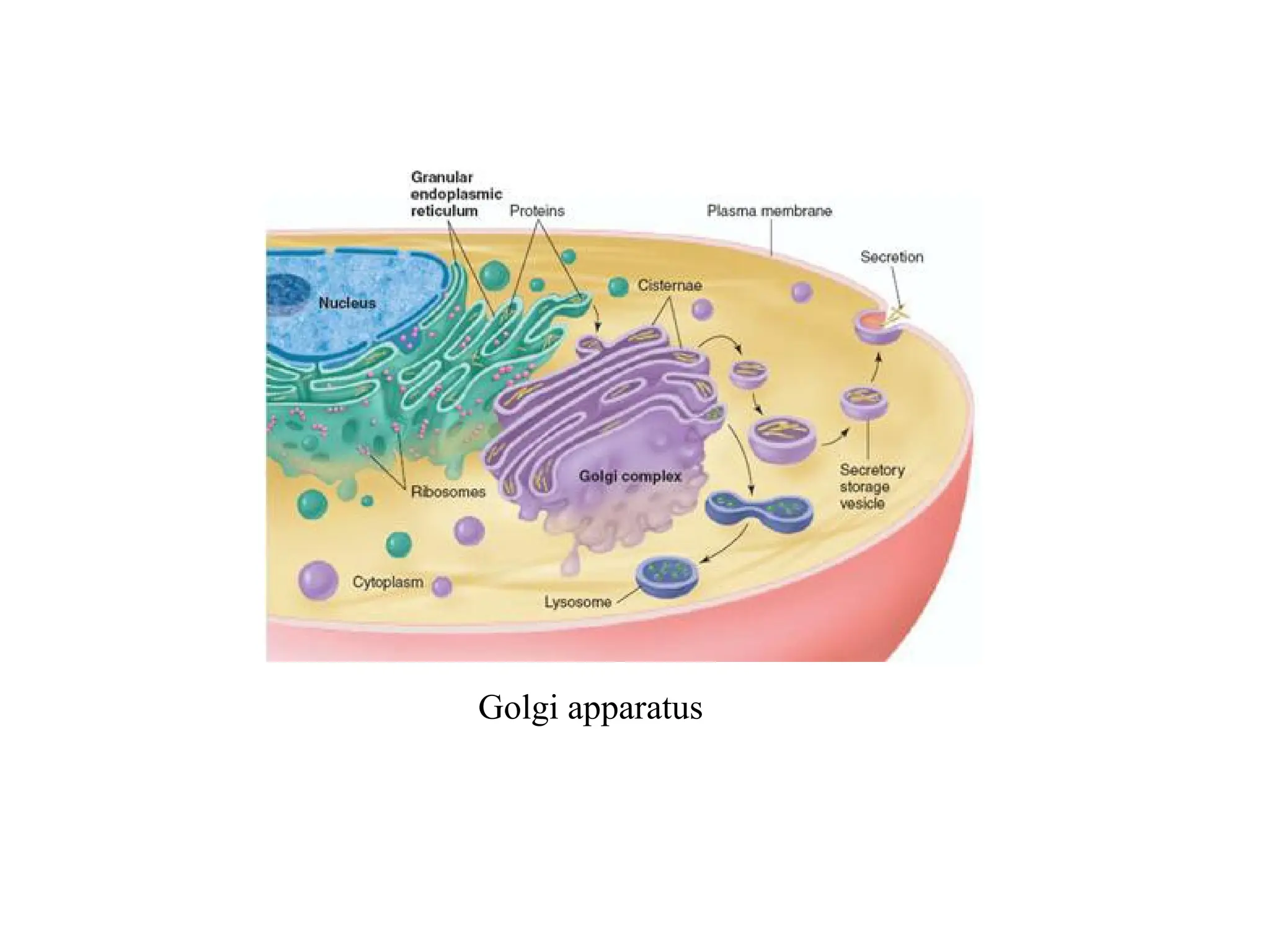 Golgi apparatus
 