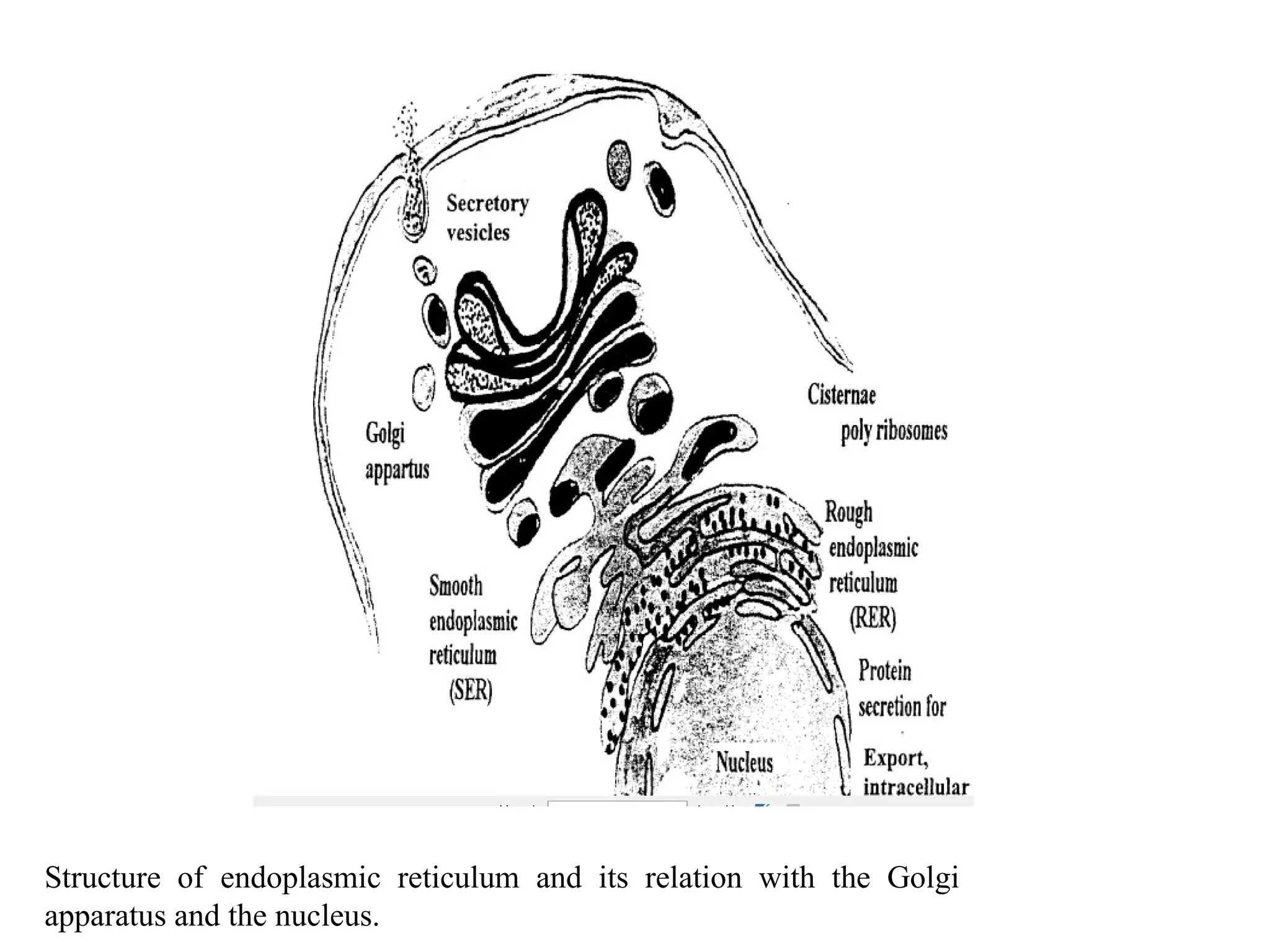 Structure of endoplasmic reticulum and its relation with the Golgi
apparatus and the nucleus.
 