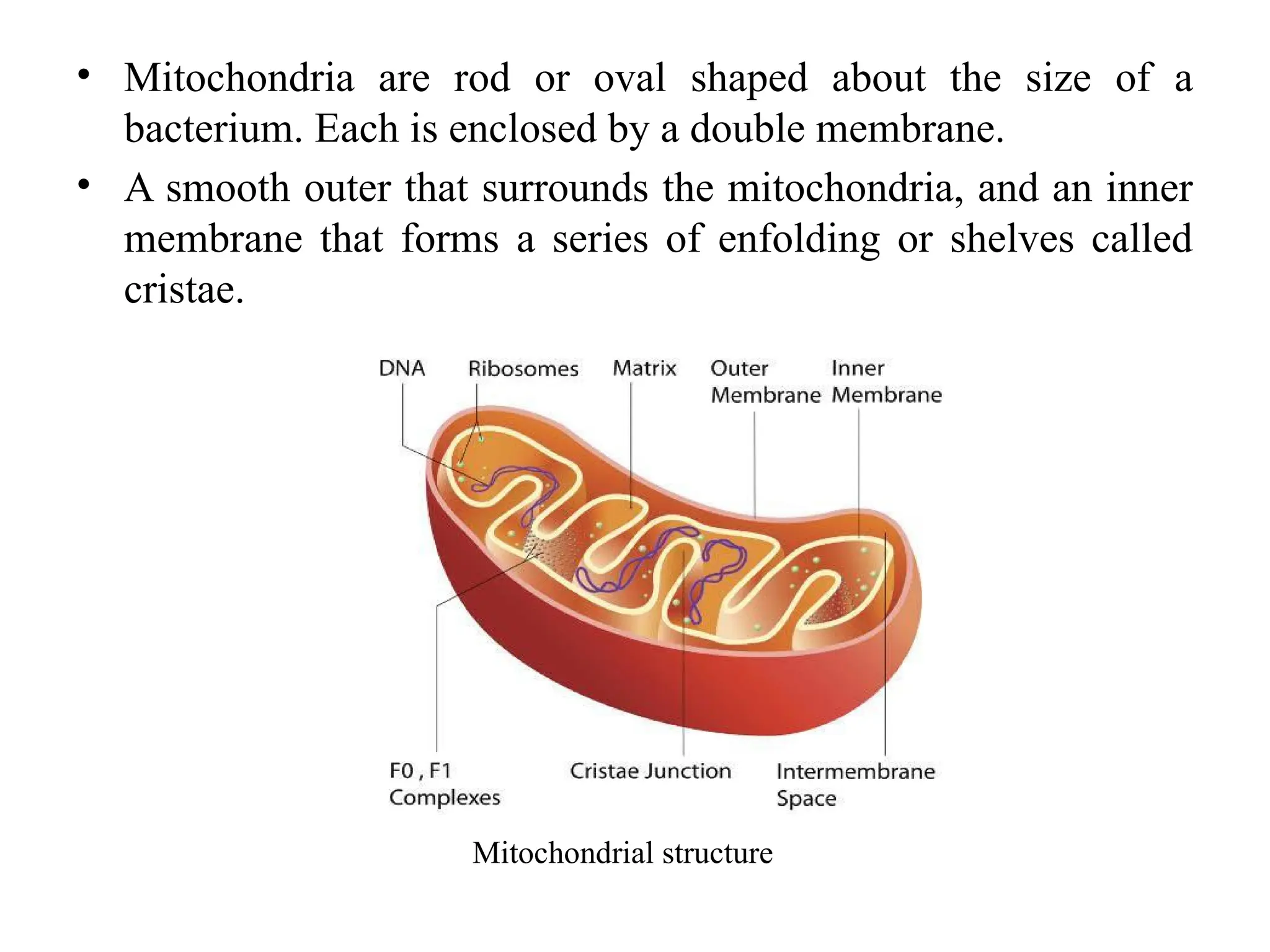 • Mitochondria are rod or oval shaped about the size of a
bacterium. Each is enclosed by a double membrane.
• A smooth outer that surrounds the mitochondria, and an inner
membrane that forms a series of enfolding or shelves called
cristae.
Mitochondrial structure
 