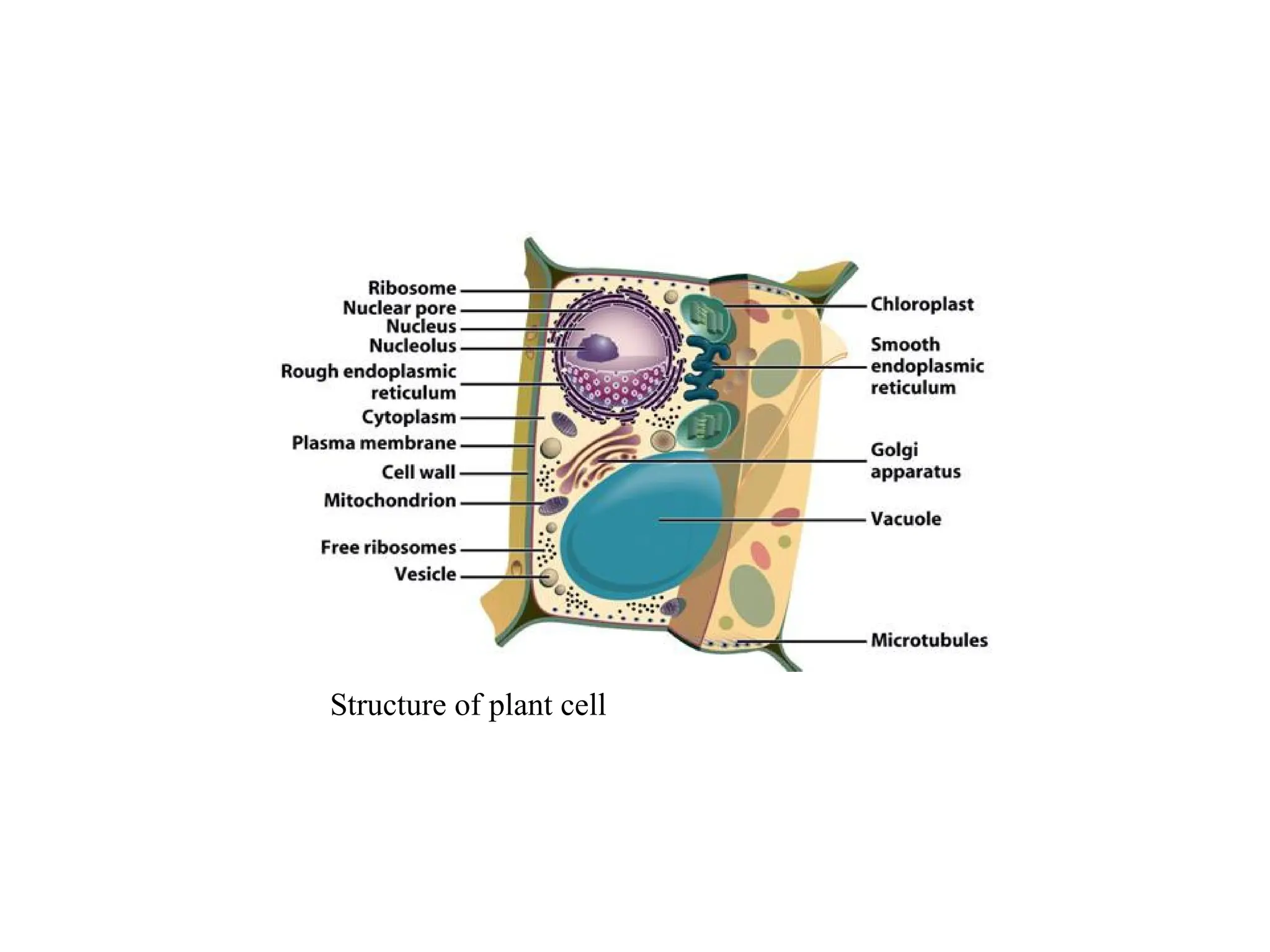 Structure of plant cell
 