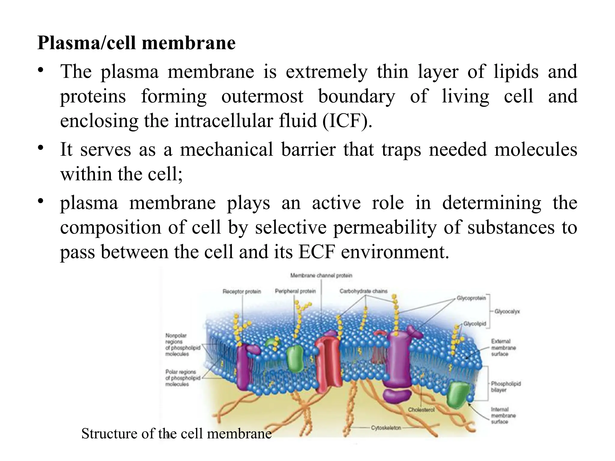Plasma/cell membrane
• The plasma membrane is extremely thin layer of lipids and
proteins forming outermost boundary of living cell and
enclosing the intracellular fluid (ICF).
• It serves as a mechanical barrier that traps needed molecules
within the cell;
• plasma membrane plays an active role in determining the
composition of cell by selective permeability of substances to
pass between the cell and its ECF environment.
Structure of the cell membrane
 
