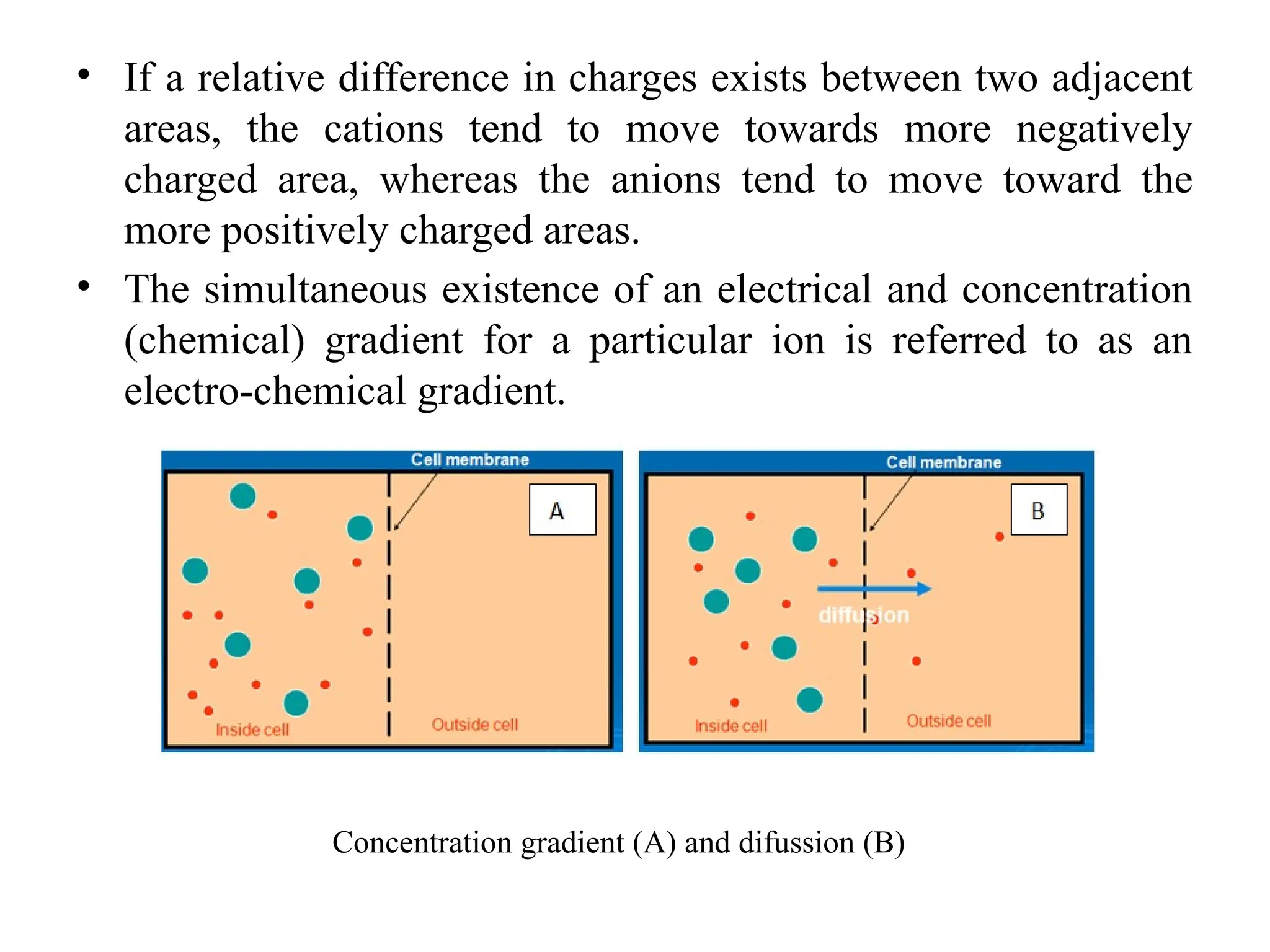 • If a relative difference in charges exists between two adjacent
areas, the cations tend to move towards more negatively
charged area, whereas the anions tend to move toward the
more positively charged areas.
• The simultaneous existence of an electrical and concentration
(chemical) gradient for a particular ion is referred to as an
electro-chemical gradient.
Concentration gradient (A) and difussion (B)
 