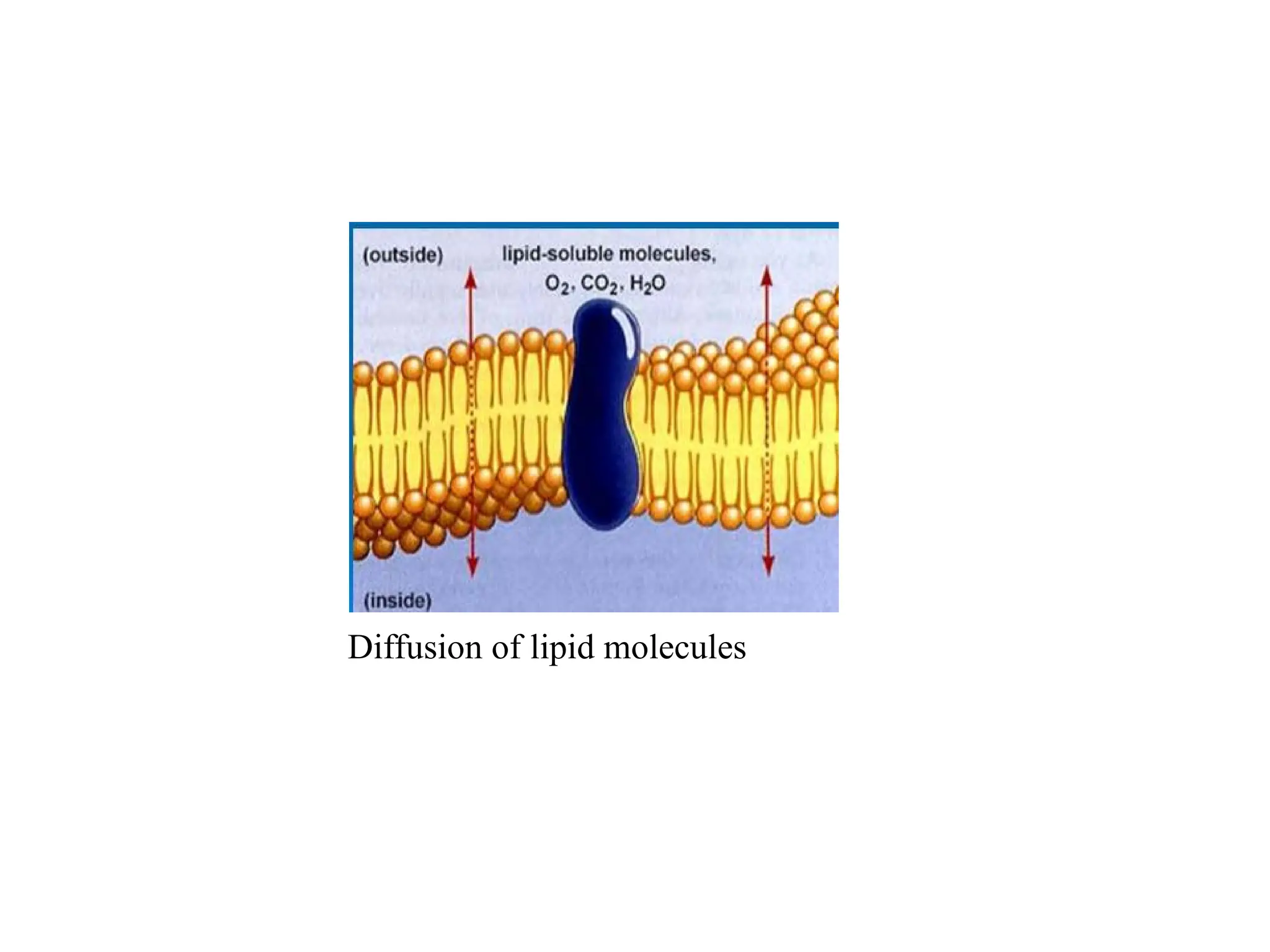 Diffusion of lipid molecules
 