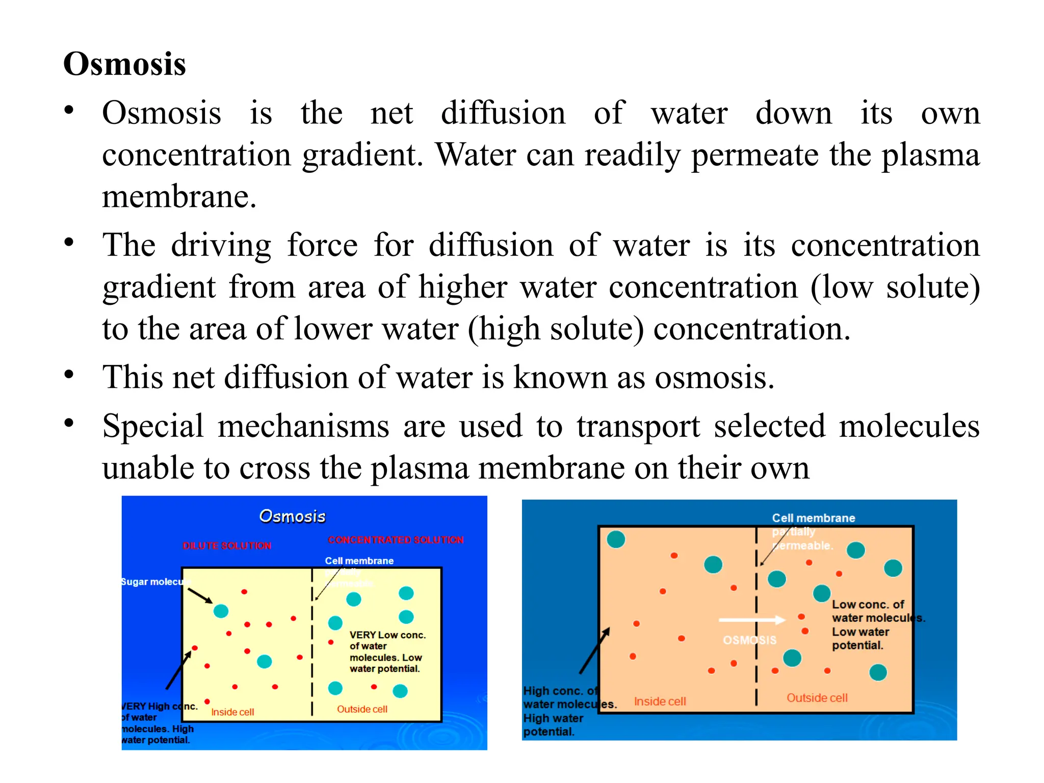 Osmosis
• Osmosis is the net diffusion of water down its own
concentration gradient. Water can readily permeate the plasma
membrane.
• The driving force for diffusion of water is its concentration
gradient from area of higher water concentration (low solute)
to the area of lower water (high solute) concentration.
• This net diffusion of water is known as osmosis.
• Special mechanisms are used to transport selected molecules
unable to cross the plasma membrane on their own
 
