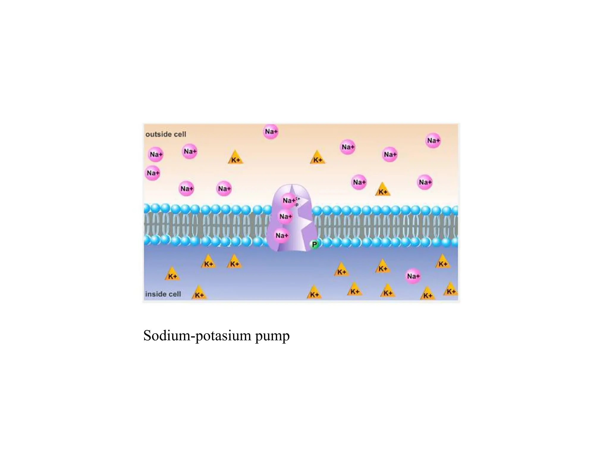 Sodium-potasium pump
 