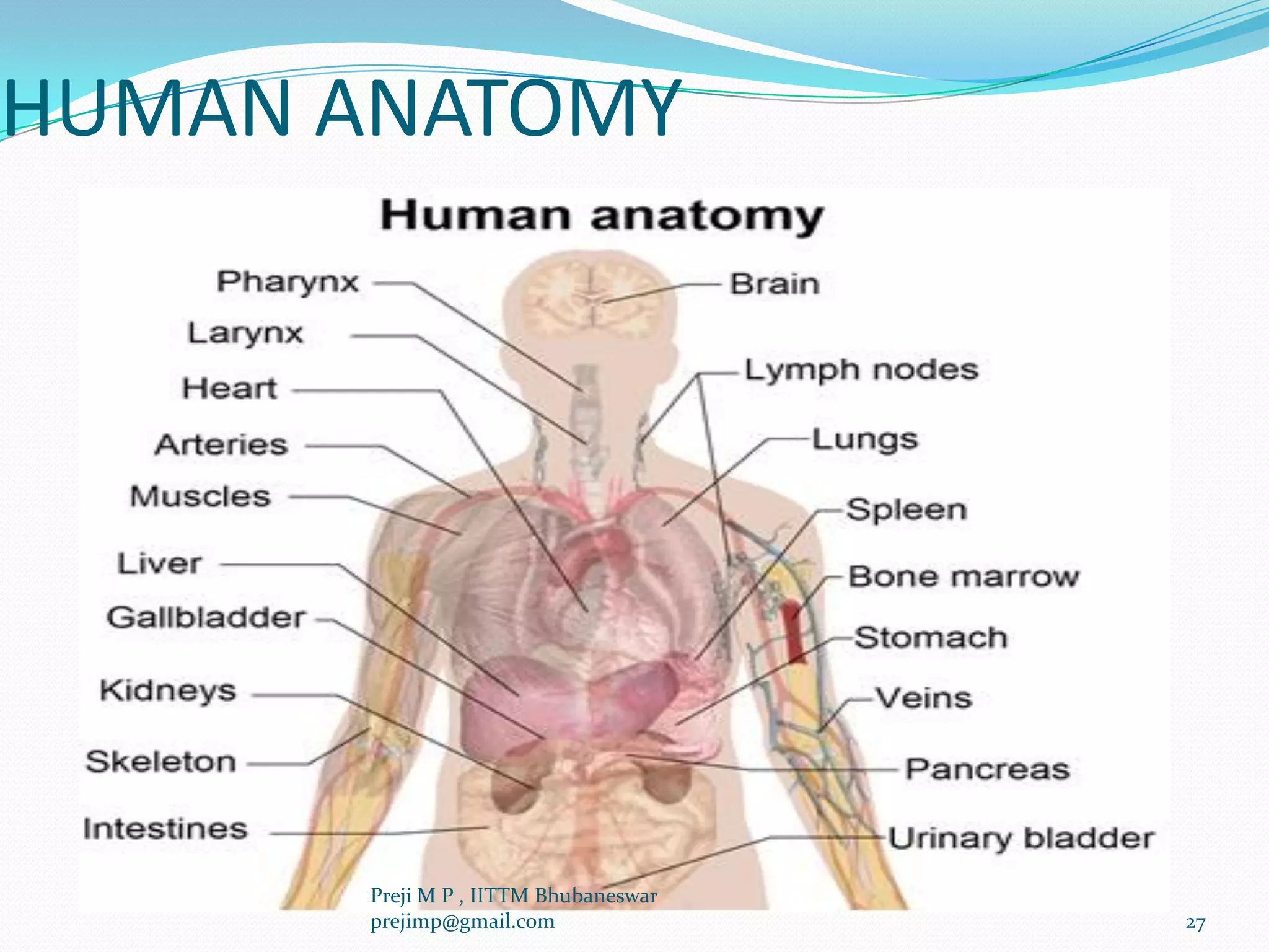 HUMAN ANATOMY
27
Preji M P , IITTM Bhubaneswar
prejimp@gmail.com
 