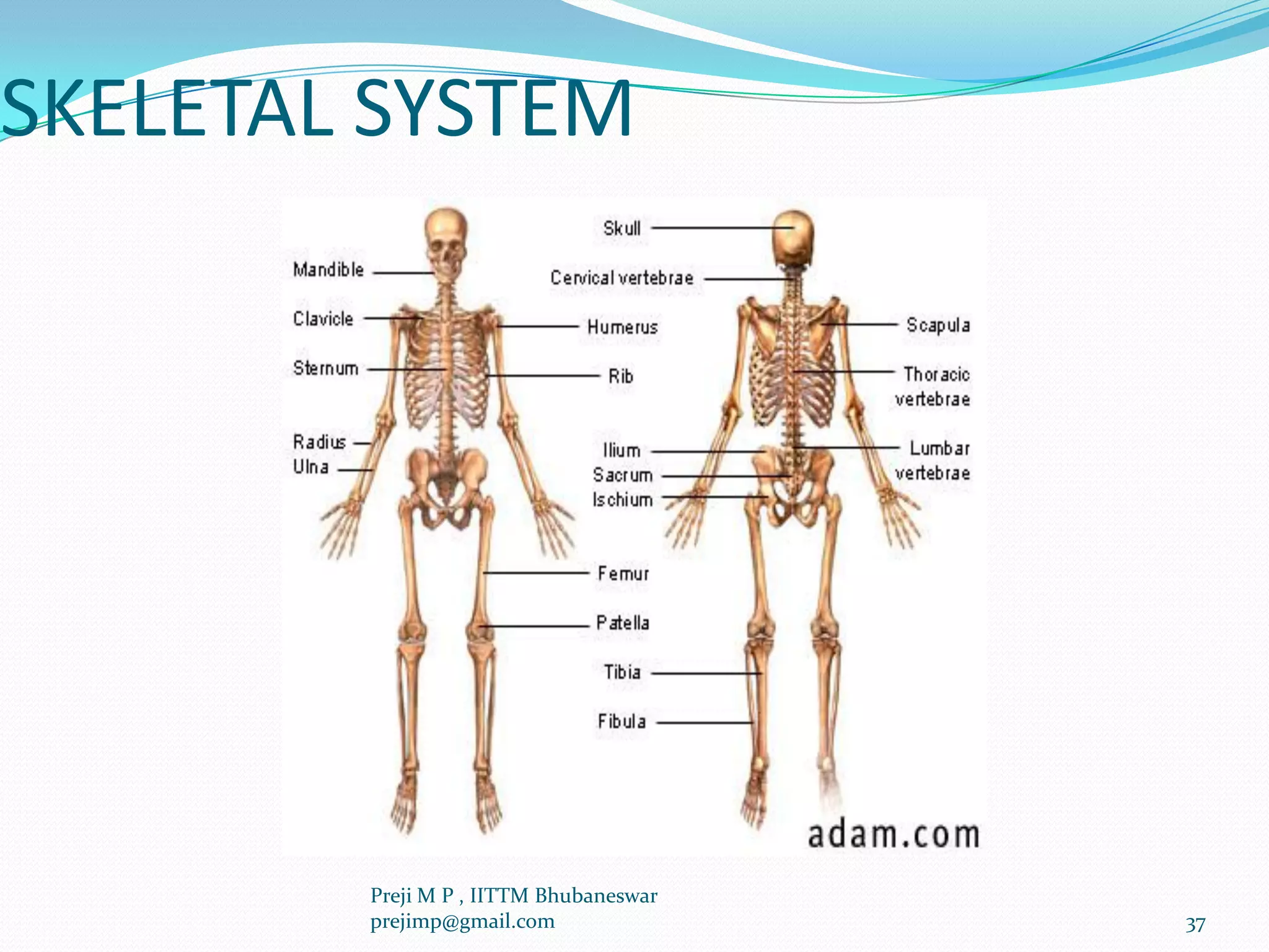 SKELETAL SYSTEM
37
Preji M P , IITTM Bhubaneswar
prejimp@gmail.com
 