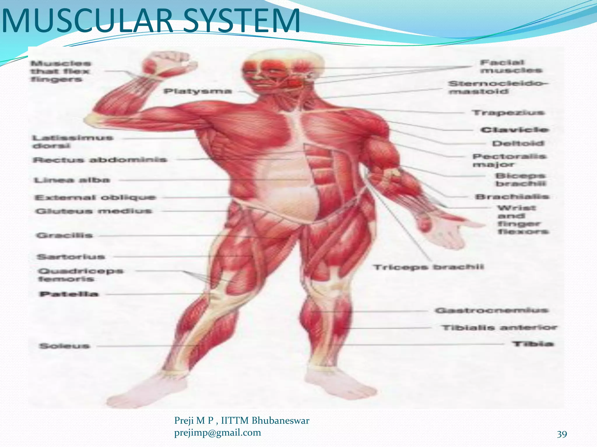 MUSCULAR SYSTEM
39
Preji M P , IITTM Bhubaneswar
prejimp@gmail.com
 