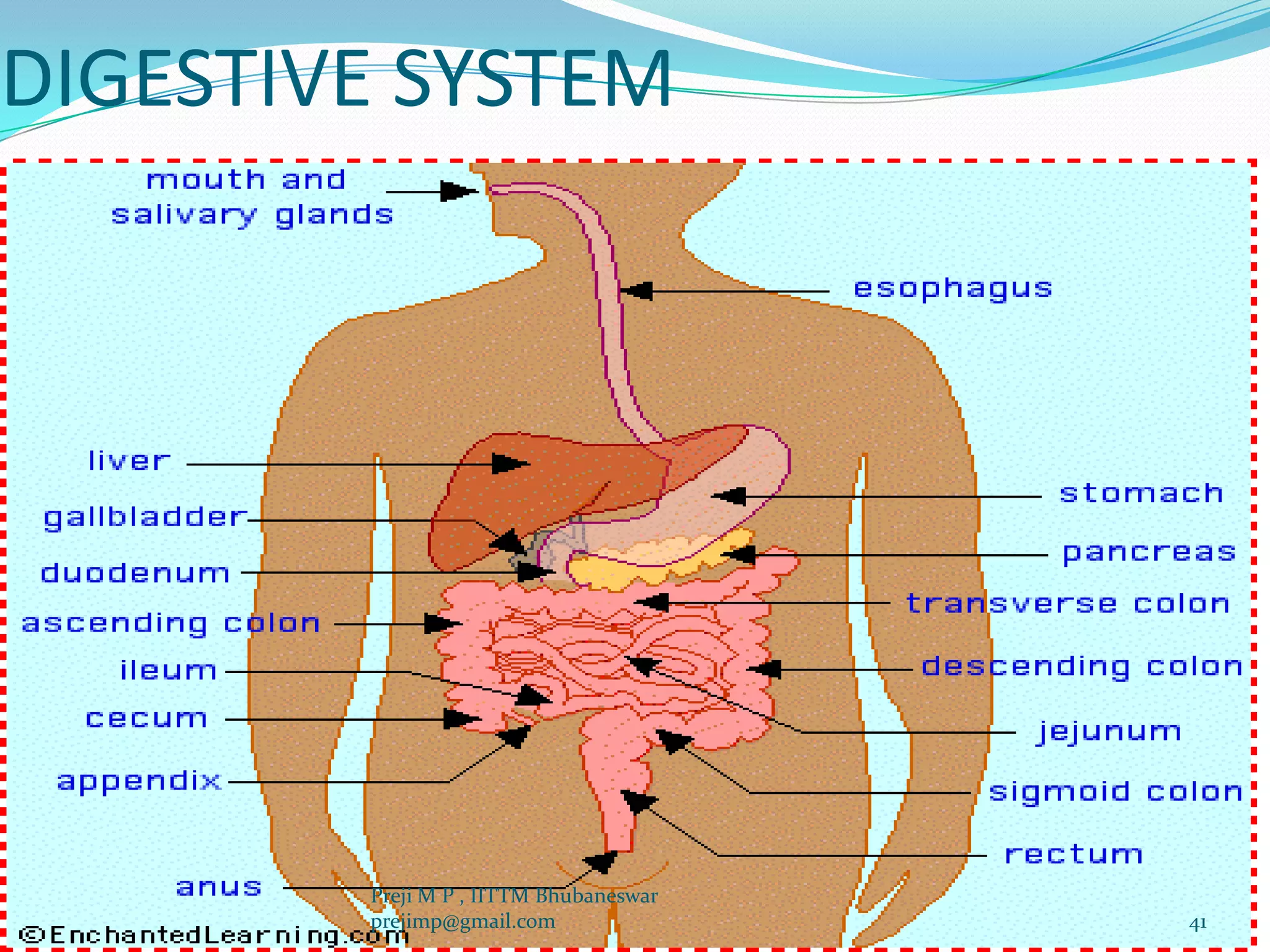 DIGESTIVE SYSTEM
41
Preji M P , IITTM Bhubaneswar
prejimp@gmail.com
 