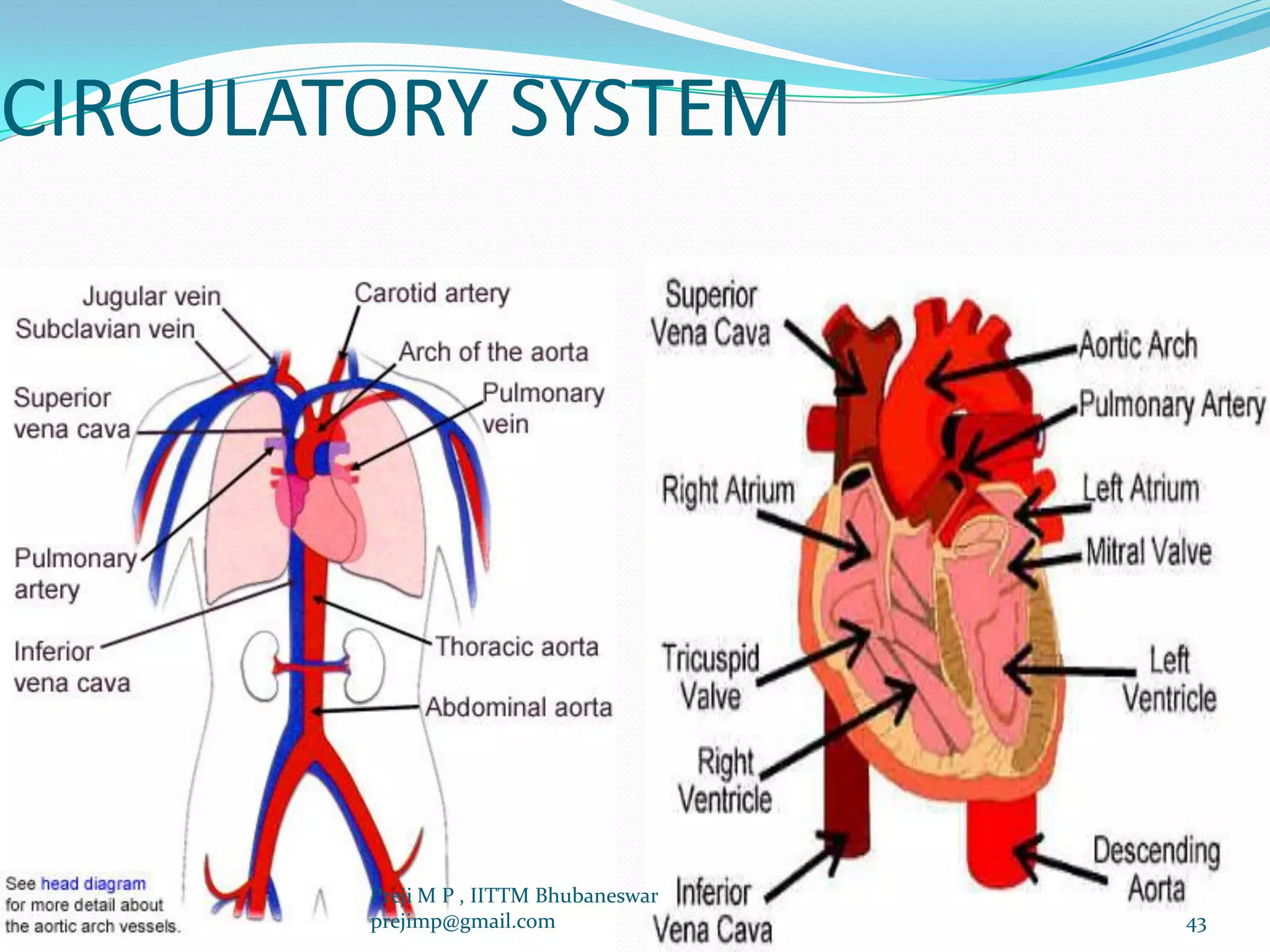 CIRCULATORY SYSTEM
43
Preji M P , IITTM Bhubaneswar
prejimp@gmail.com
 