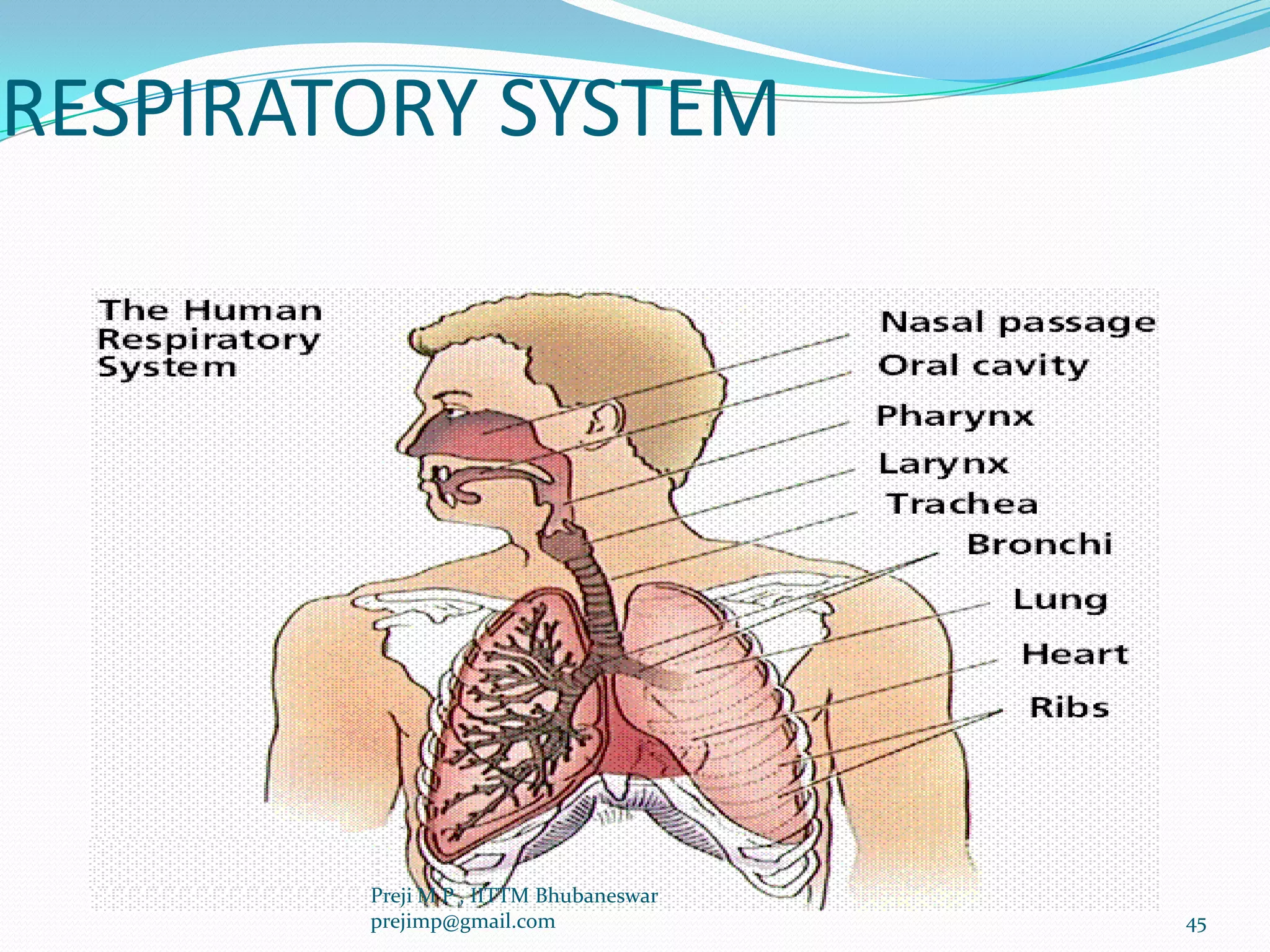 RESPIRATORY SYSTEM
45
Preji M P , IITTM Bhubaneswar
prejimp@gmail.com
 