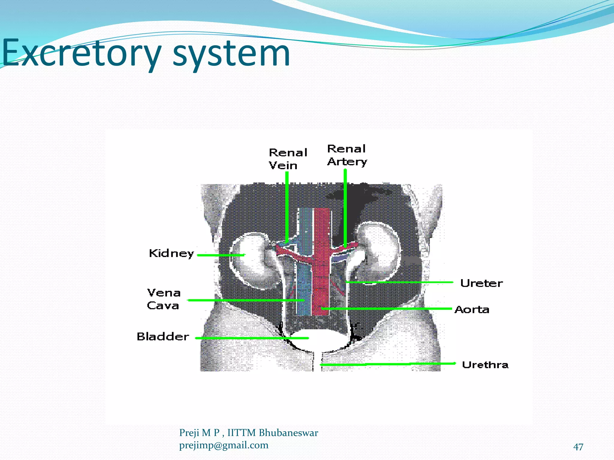 Excretory system
47
Preji M P , IITTM Bhubaneswar
prejimp@gmail.com
 