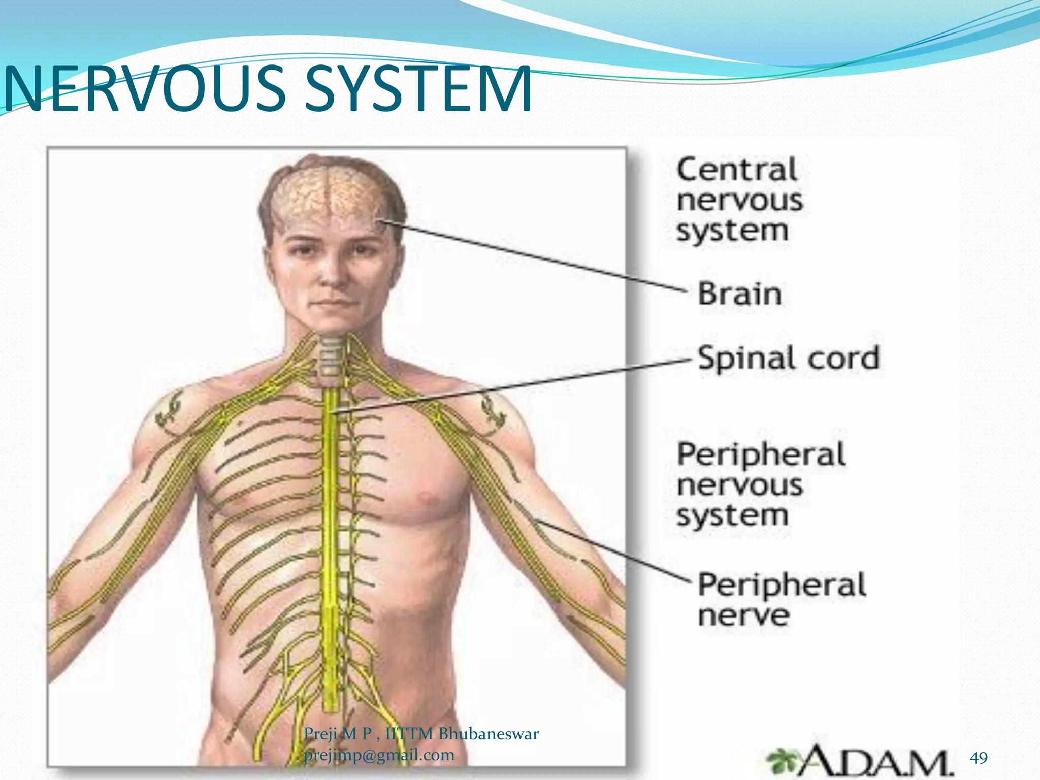 NERVOUS SYSTEM
49
Preji M P , IITTM Bhubaneswar
prejimp@gmail.com
 