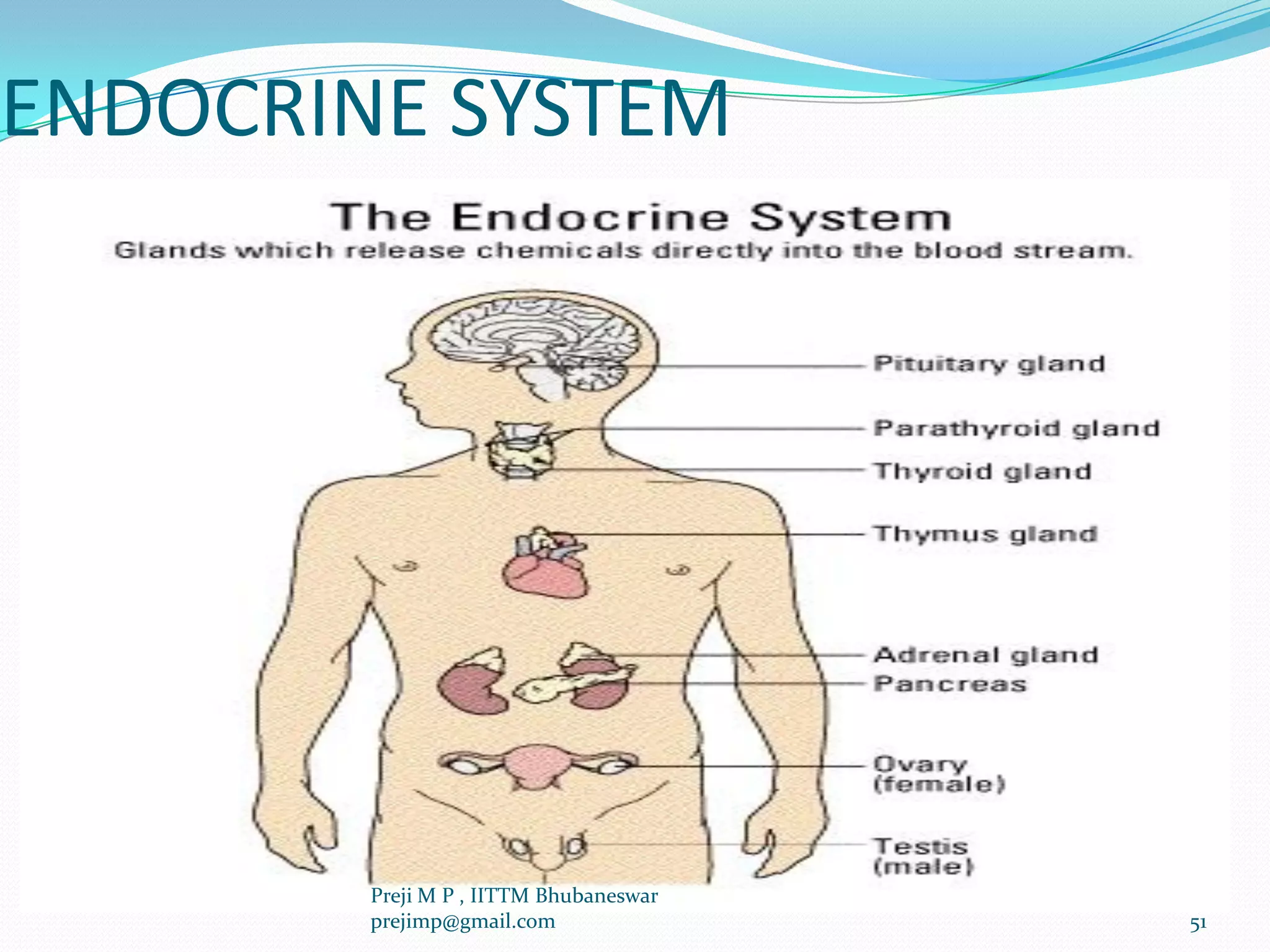 ENDOCRINE SYSTEM
51
Preji M P , IITTM Bhubaneswar
prejimp@gmail.com
 