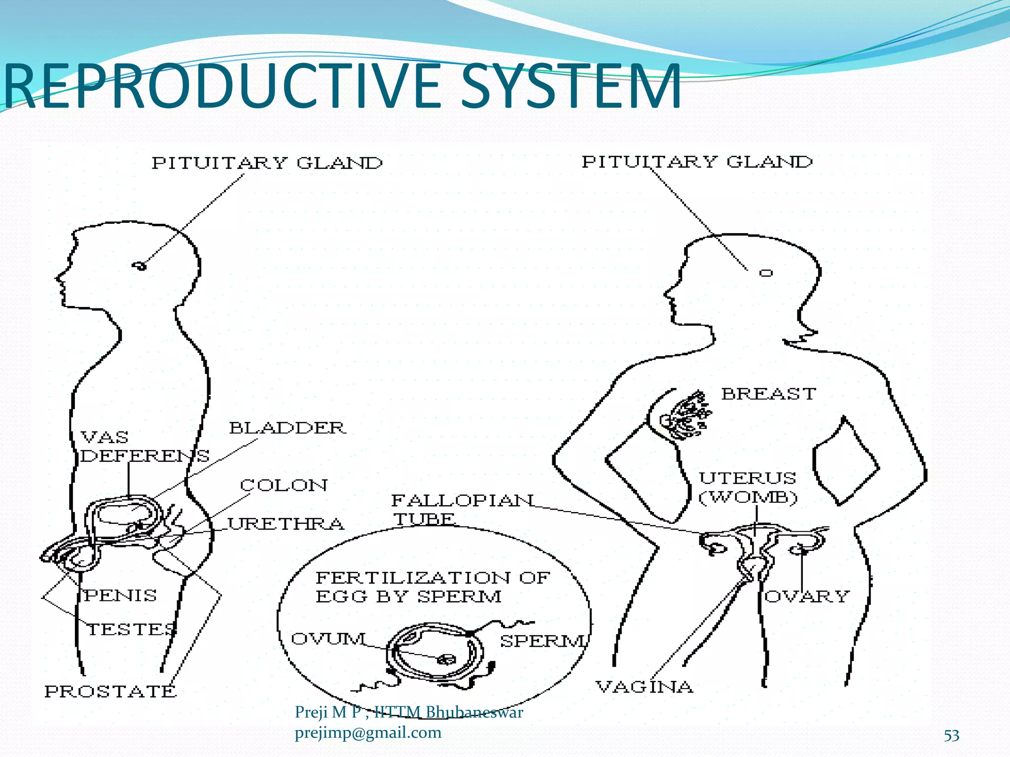 REPRODUCTIVE SYSTEM
53
Preji M P , IITTM Bhubaneswar
prejimp@gmail.com
 