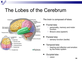 The Lobes of the Cerebrum The brain is composed of lobes: Frontal lobe personality, memory and motor function Broca’s area (speech) Parietal lobe sensory function (tactile) Temporal lobe hearing and olfaction and emotion by the limbic system Occipital lobe vision 