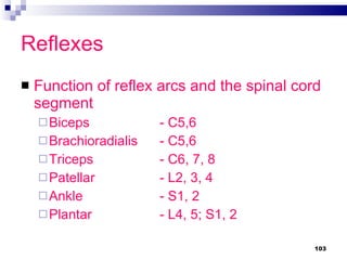 Reflexes Function of reflex arcs and the spinal cord segment Biceps - C5,6 Brachioradialis - C5,6 Triceps - C6, 7, 8 Patellar - L2, 3, 4 Ankle - S1, 2 Plantar - L4, 5; S1, 2 