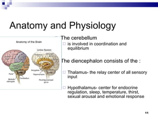 Anatomy and Physiology The cerebellum  is involved in coordination and equilibrium The diencephalon consists of the : Thalamus- the relay center of all sensory input Hypothalamus- center for endocrine regulation, sleep, temperature, thirst, sexual arousal and emotional response 