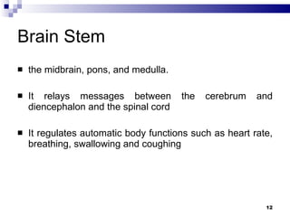 Brain Stem the midbrain, pons, and medulla. It relays messages between the cerebrum and diencephalon and the spinal cord It regulates automatic body functions such as heart rate, breathing, swallowing and coughing 