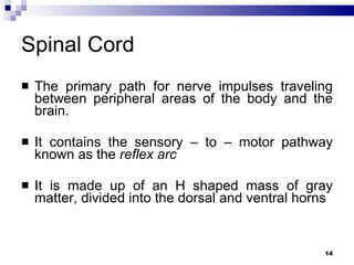 Spinal Cord The primary path for nerve impulses traveling between peripheral areas of the body and the brain. It contains the sensory – to – motor pathway known as the  reflex arc It is made up of an H shaped mass of gray matter, divided into the dorsal and ventral horns  