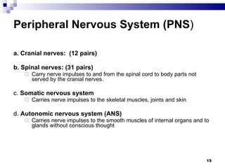 Peripheral Nervous System (PNS )  a. Cranial nerves:  (12 pairs) b. Spinal nerves: (31 pairs)   Carry nerve impulses to and from the spinal cord to body parts not served by the cranial nerves.  c.  Somatic nervous system  Carries nerve impulses to the skeletal muscles, joints and skin      d.  Autonomic nervous system (ANS)   Carries nerve impulses to the smooth muscles of internal organs and to glands without conscious thought 