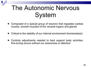 The Autonomic Nervous System Composed of a special group of neurons that regulates cardiac muscle, smooth muscles of the visceral organs and glands Critical to the stability of our internal environment (homeostasis) Controls adjustments needed to best support body activities; fine-tuning occurs without our awareness or attention 