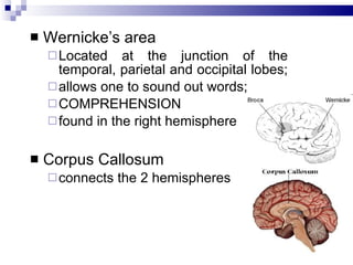 Wernicke’s area  Located at the junction of the temporal, parietal and occipital lobes;  allows one to sound out words;  COMPREHENSION  found in the right hemisphere Corpus Callosum  connects the 2 hemispheres 