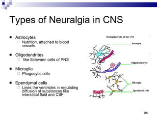 Types of Neuralgia in CNS Astrocytes  Nutrition, attached to blood vessels Oligodendrites like Schwann cells of PNS Microglia Phagocytic cells Ependymal cells Lines the ventricles in regulating diffusion of substances like interstitial fluid and CSF 