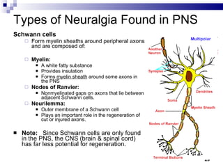 Types of Neuralgia Found in PNS Schwann cells        Form myelin sheaths around peripheral axons and are composed of:  Myelin: A white fatty substance Provides insulation  Forms  myelin sheath  around some axons in the PNS Nodes of Ranvier:   Nonmyelinated gaps on axons that lie between adjacent Schwann cells. Neurilemma:   Outer membrane of a Schwann cell Plays an important role in the regeneration of cut or injured axons. Note:    Since Schwann cells are only found in the PNS, the CNS (brain & spinal cord) has far less potential for regeneration. 