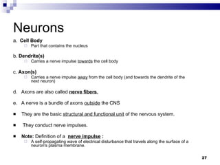 Neurons  a.   Cell Body   Part that contains the nucleus b.  Dendrite(s)   Carries a nerve impulse  towards  the cell body c.  Axon(s)   Carries a nerve impulse  away  from the cell body (and towards the dendrite of the next neuron) d.   Axons are also called  nerve fibers . e.   A nerve is a bundle of axons  outside  the CNS They are the basic  structural and functional unit  of the nervous system.   They conduct nerve impulses.  Note:  Definition of a   nerve impulse   :  A self-propagating wave of electrical disturbance that travels along the surface of a neuron's plasma membrane. 