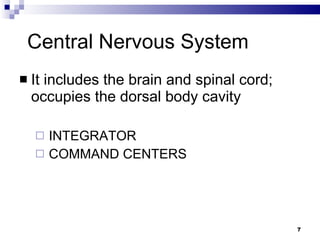 Central Nervous System It includes the brain and spinal cord; occupies the dorsal body cavity INTEGRATOR COMMAND CENTERS  