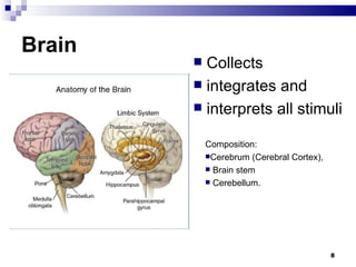 Brain Collects integrates and interprets all stimuli Composition: Cerebrum (Cerebral Cortex),  Brain stem Cerebellum. 