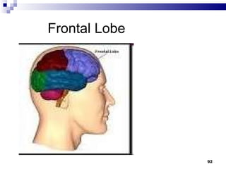   Frontal Lobe 