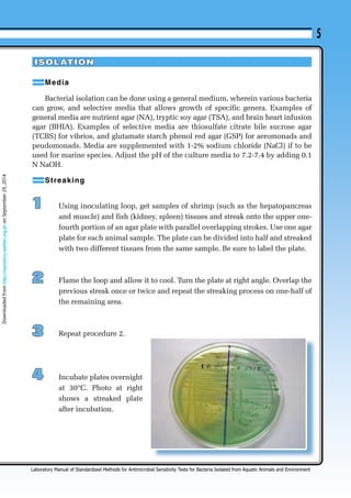 5 
ISOLATION 
Me d i a 
Bacterial isolation can be done using a general medium, wherein various bacteria 
can grow, and selective media that allows growth of specific genera. Examples of 
general media are nutrient agar (NA), tryptic soy agar (TSA), and brain heart infusion 
agar (BHIA). Examples of selective media are thiosulfate citrate bile sucrose agar 
(TCBS) for vibrios, and glutamate starch phenol red agar (GSP) for aeromonads and 
peudomonads. Media are supplemented with 1-2% sodium chloride (NaCl) if to be 
used for marine species. Adjust the pH of the culture media to 7.2-7.4 by adding 0.1 
N NaOH. 
S t r e a k i n g 
1 Using inoculating loop, get samples of shrimp (such as the hepatopancreas 
and muscle) and fish (kidney, spleen) tissues and streak onto the upper one-fourth 
portion of an agar plate with parallel overlapping strokes. Use one agar 
plate for each animal sample. The plate can be divided into half and streaked 
with two different tissues from the same sample. Be sure to label the plate. 
2 Flame the loop and allow it to cool. Turn the plate at right angle. Overlap the 
previous streak once or twice and repeat the streaking process on one-half of 
the remaining area. 
3 Repeat procedure 2. 
4 Incubate plates overnight 
at 30°C. Photo at right 
shows a streaked plate 
after incubation. 
Laboratory Manual of Standardized Methods for Antimicrobial Sensitivity Tests for Bacteria Isolated from Aquatic Animals and Environment 
Downloaded from http://repository.seafdec.org.ph on September 29, 2014 
 