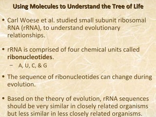 Using Molecules to Understand the Tree of Life

• Carl Woese et al. studied small subunit ribosomal
  RNA (rRNA), to understand evolutionary
  relationships.

• rRNA is comprised of four chemical units called
  ribonucleotides.
  – A, U, C, & G
• The sequence of ribonucleotides can change during
  evolution.

• Based on the theory of evolution, rRNA sequences
  should be very similar in closely related organisms
  but less similar in less closely related organisms.
 
