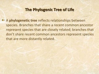 The Phylogenic Tree of Life

A phylogenetic tree reflects relationships between
species. Branches that share a recent common ancestor
represent species that are closely related; branches that
don’t share recent common ancestors represent species
that are more distantly related.
 