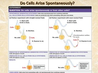 Do Cells Arise Spontaneously?
 