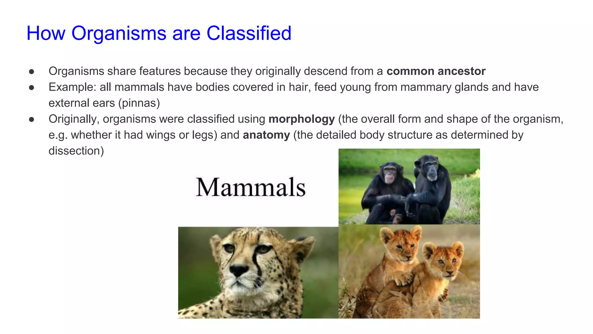 classification grade 9 chapter 3 | PPTX | Biological Sciences | Science