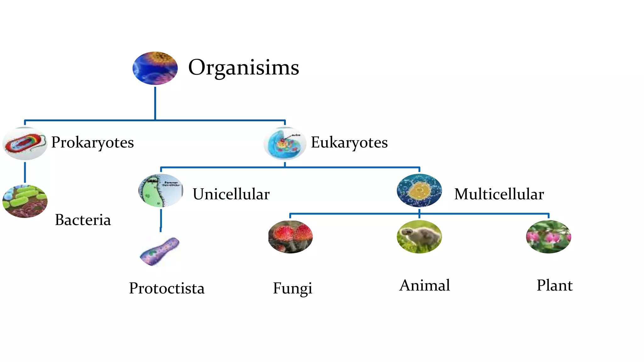 classification grade 9 chapter 3