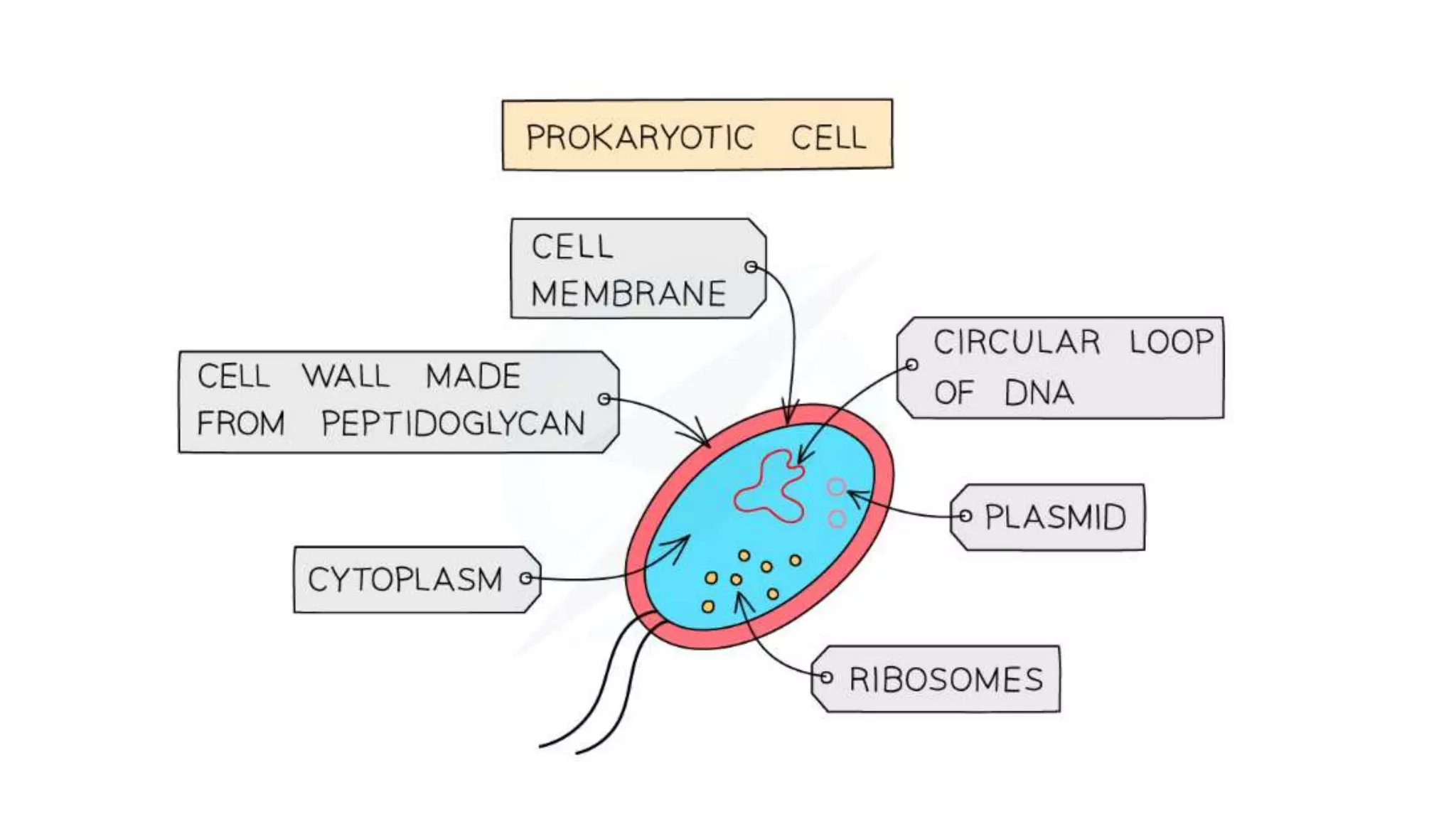 classification grade 9 chapter 3