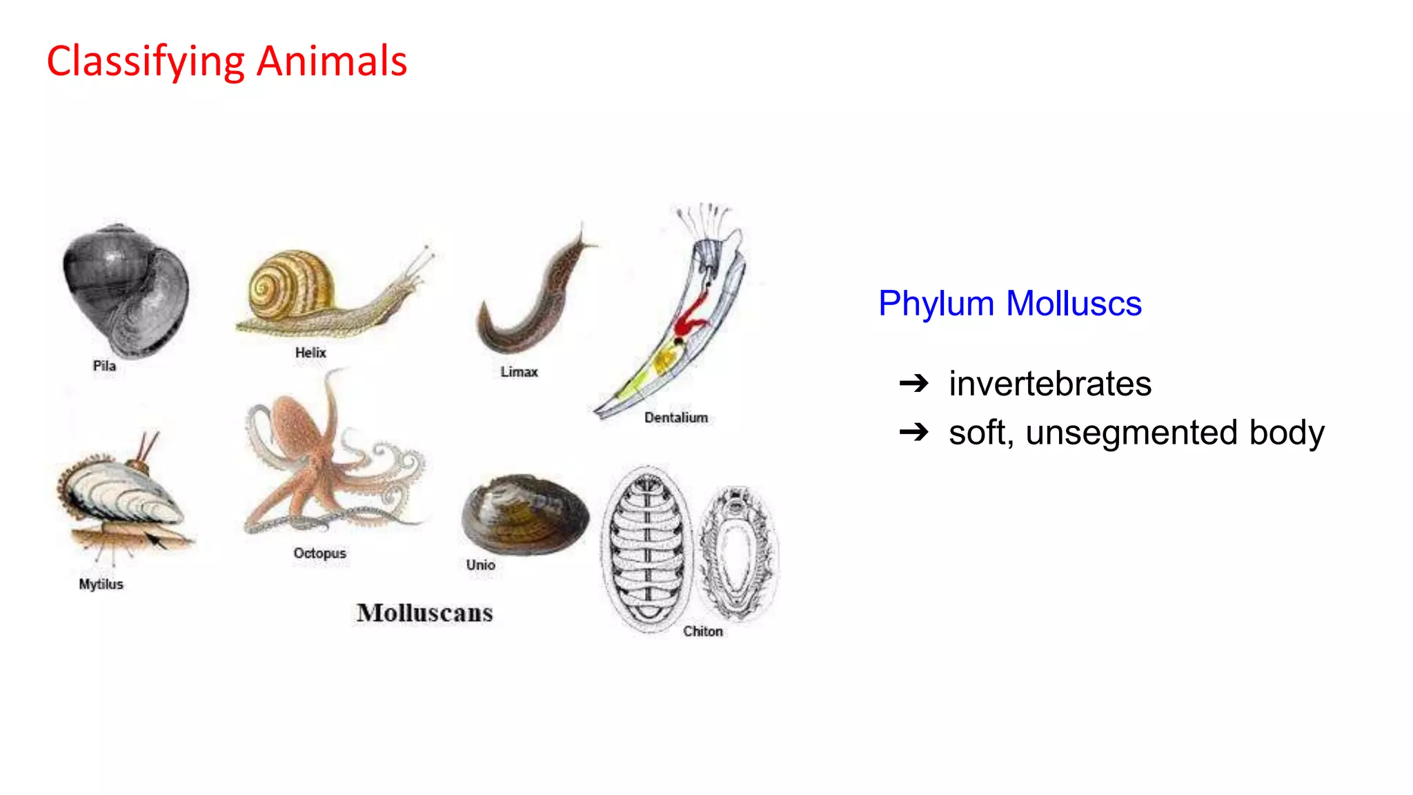 classification grade 9 chapter 3