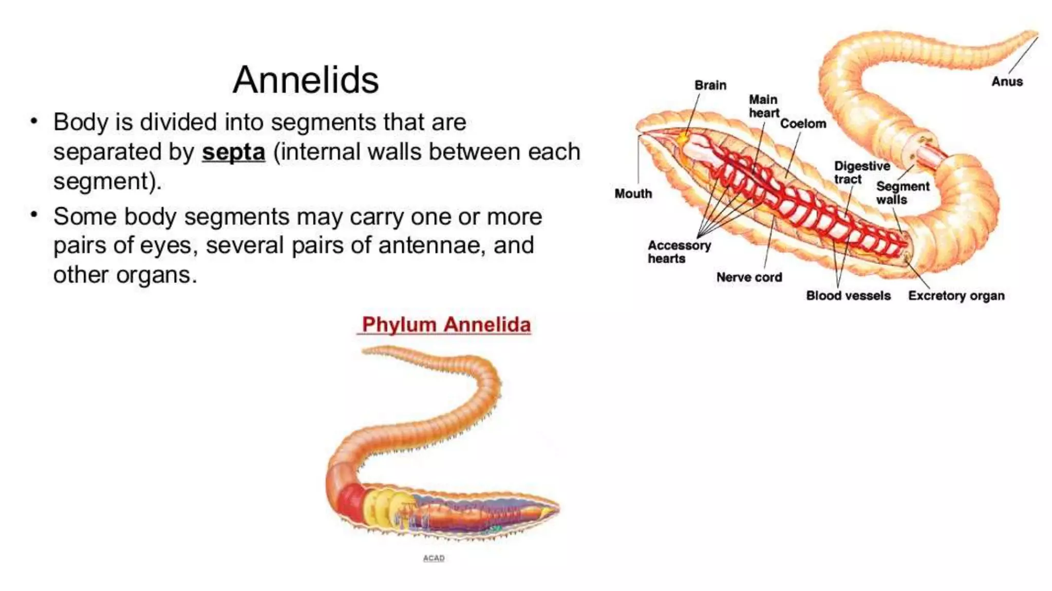 classification grade 9 chapter 3