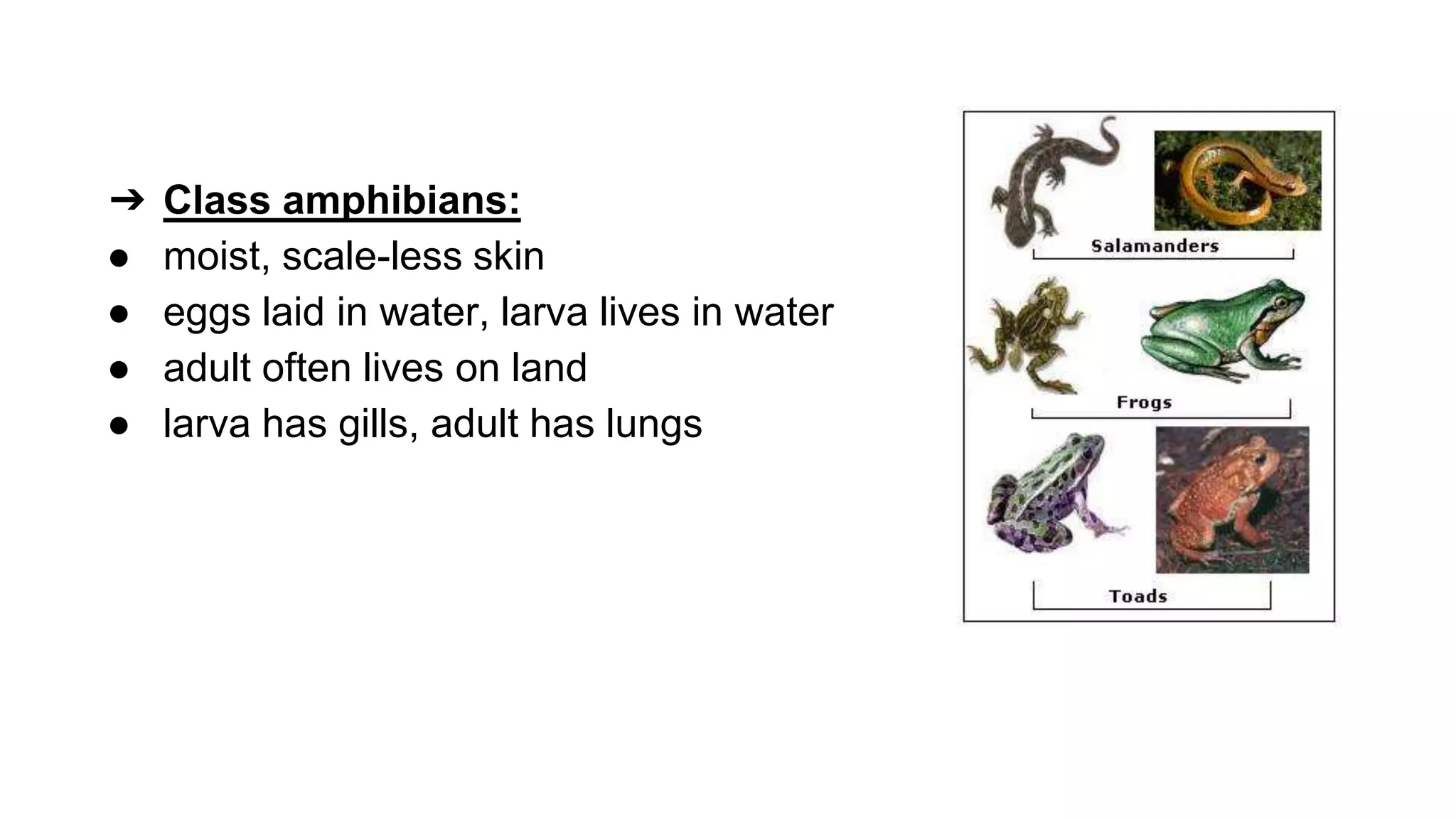 classification grade 9 chapter 3