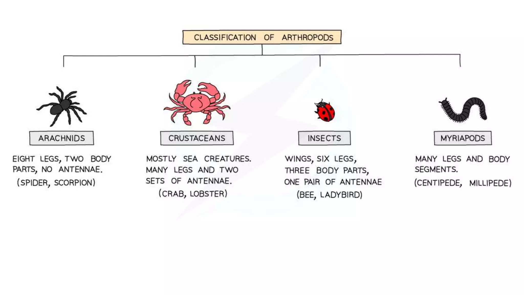 classification grade 9 chapter 3