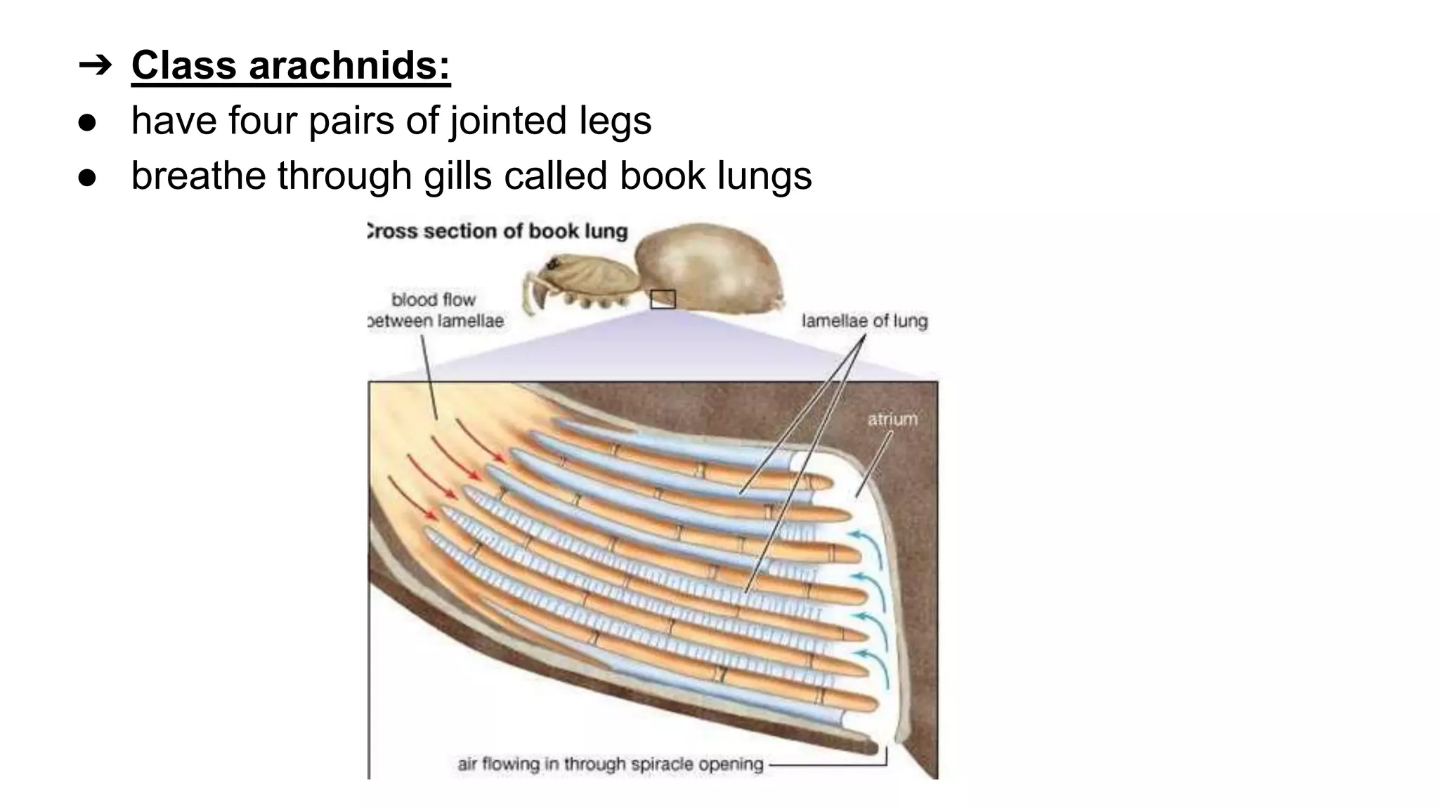 classification grade 9 chapter 3