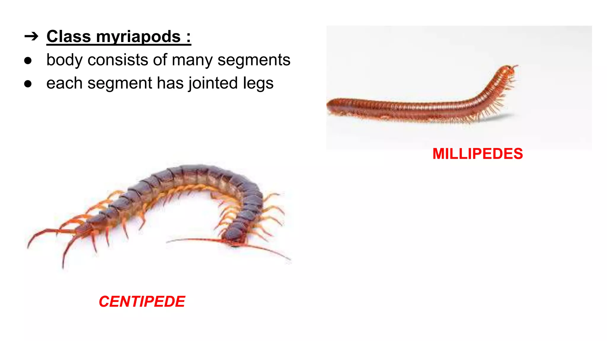 classification grade 9 chapter 3
