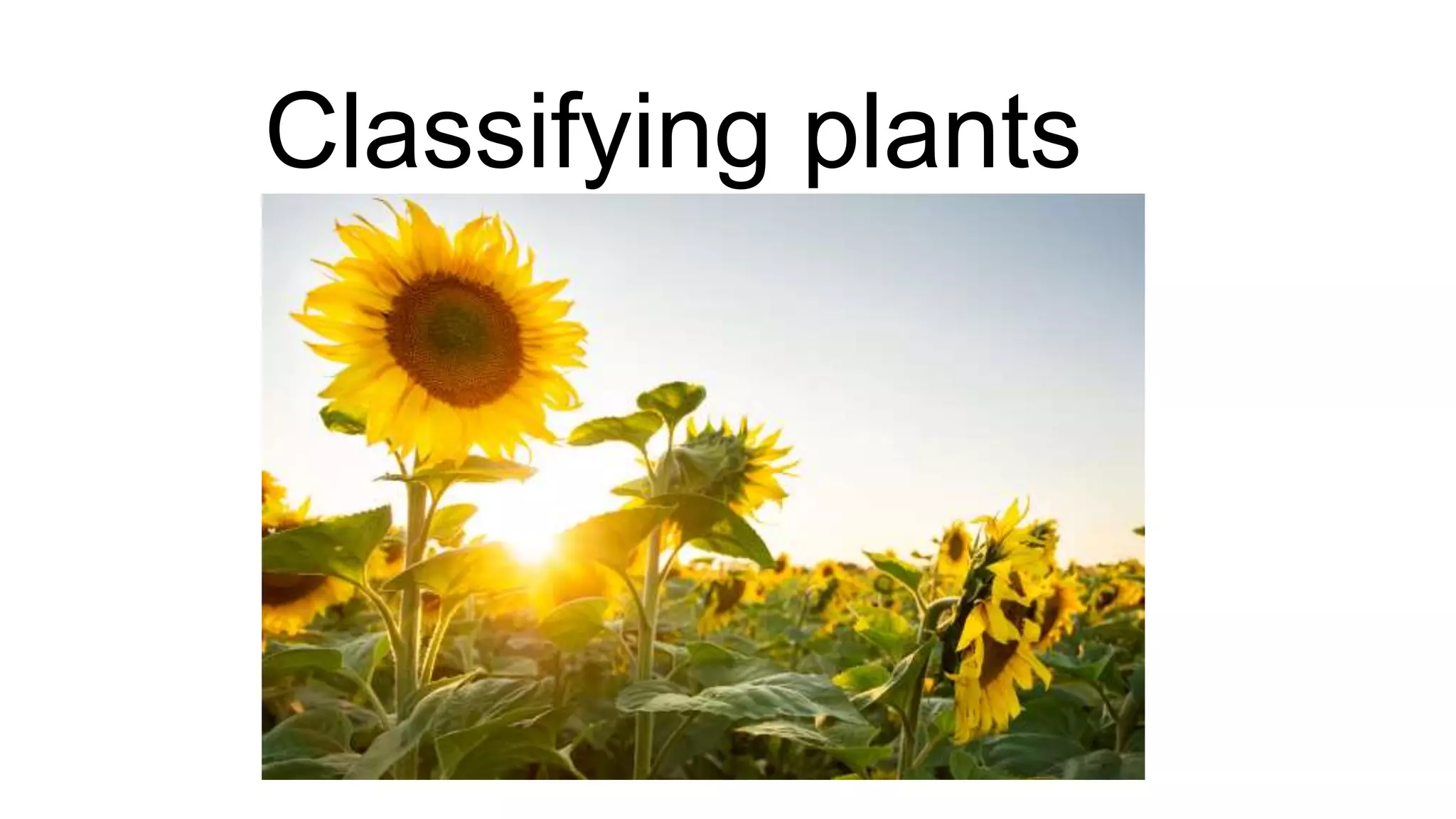 classification grade 9 chapter 3