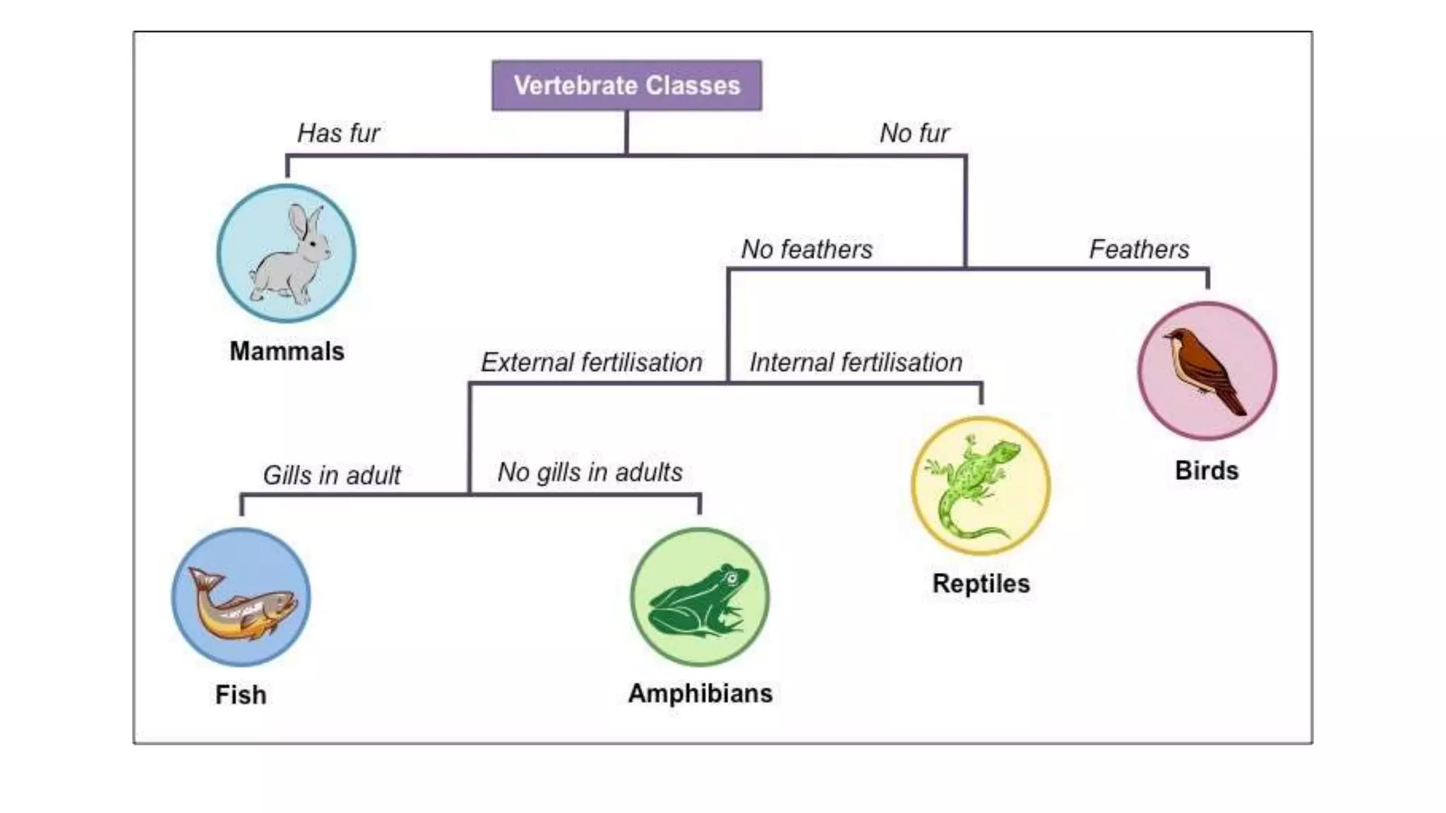 classification grade 9 chapter 3